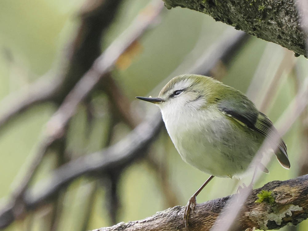 ミドリイワサザイ - ML645856890