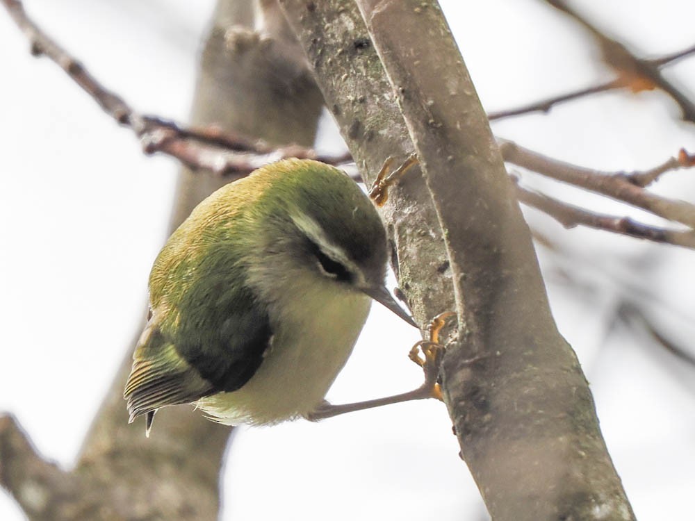 ミドリイワサザイ - ML645856891