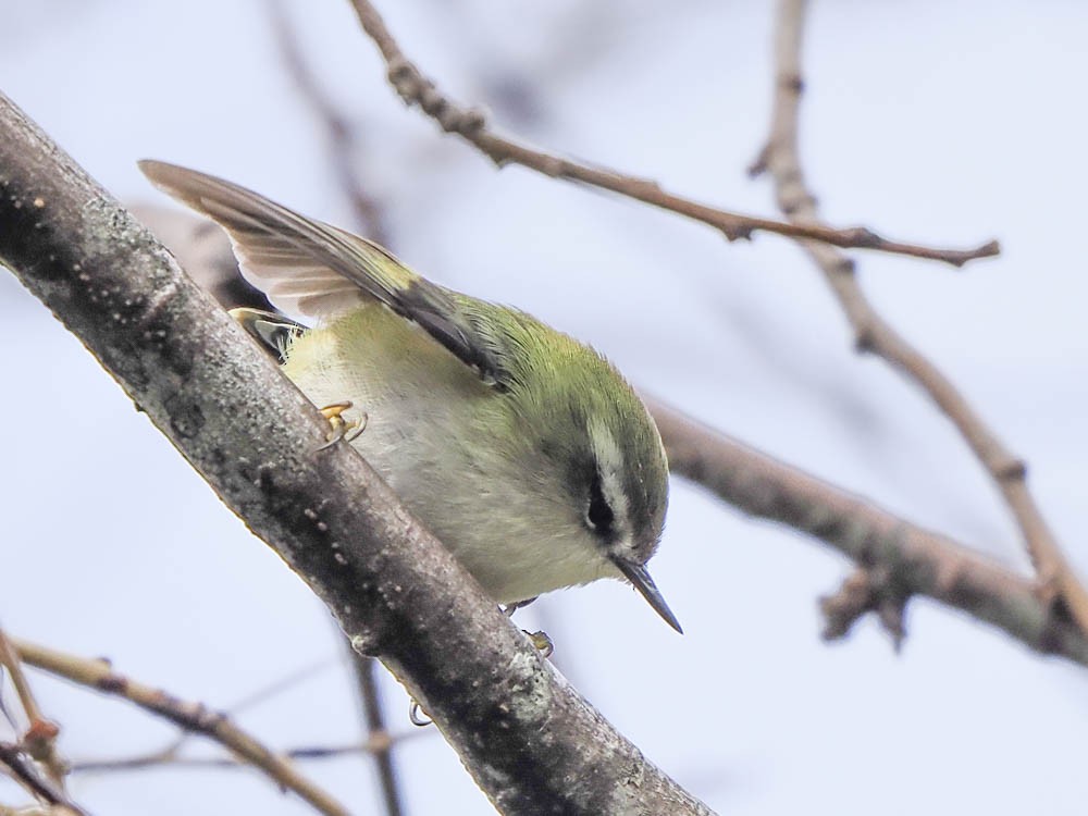 ミドリイワサザイ - ML645856892