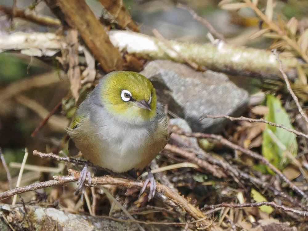 ハイムネメジロ - ML645856893