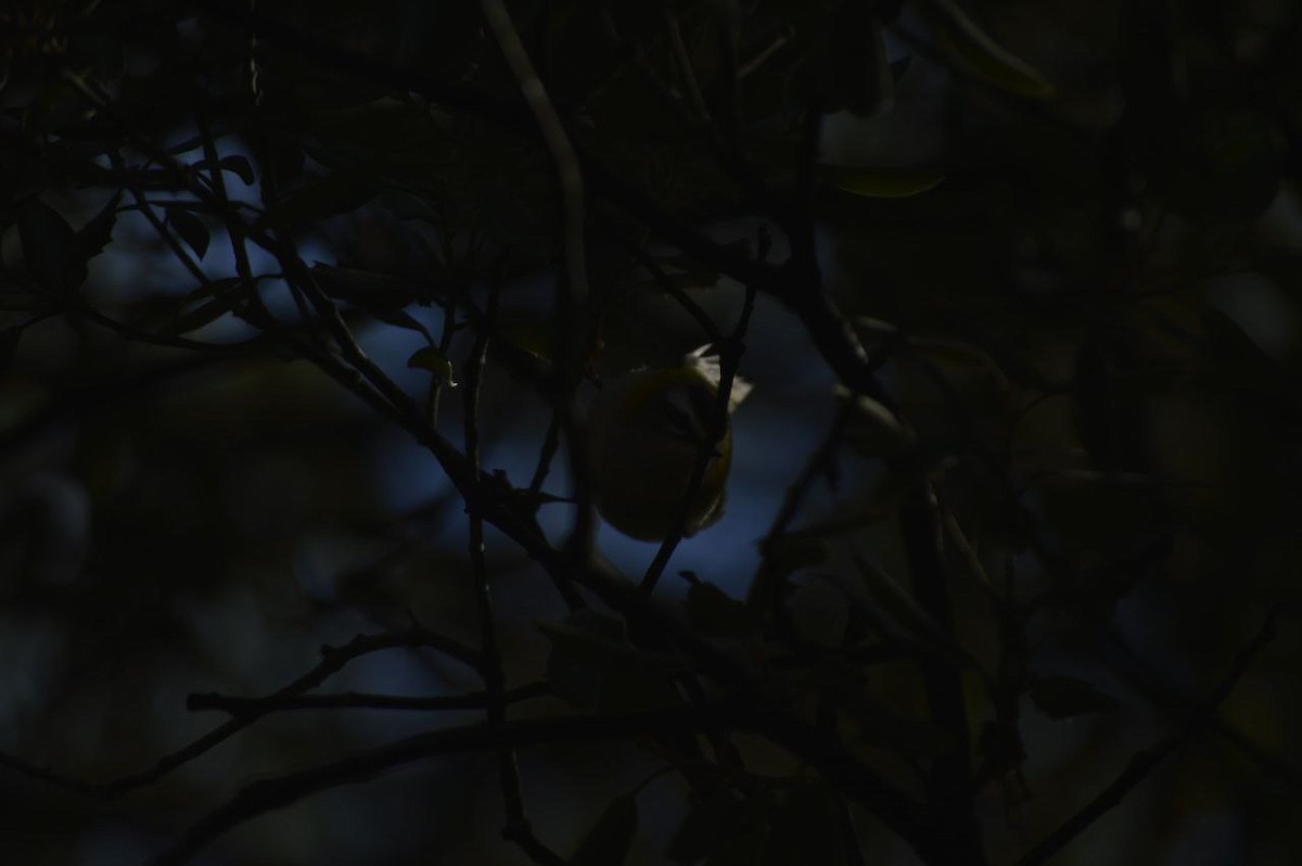 Common Firecrest - ML645856902