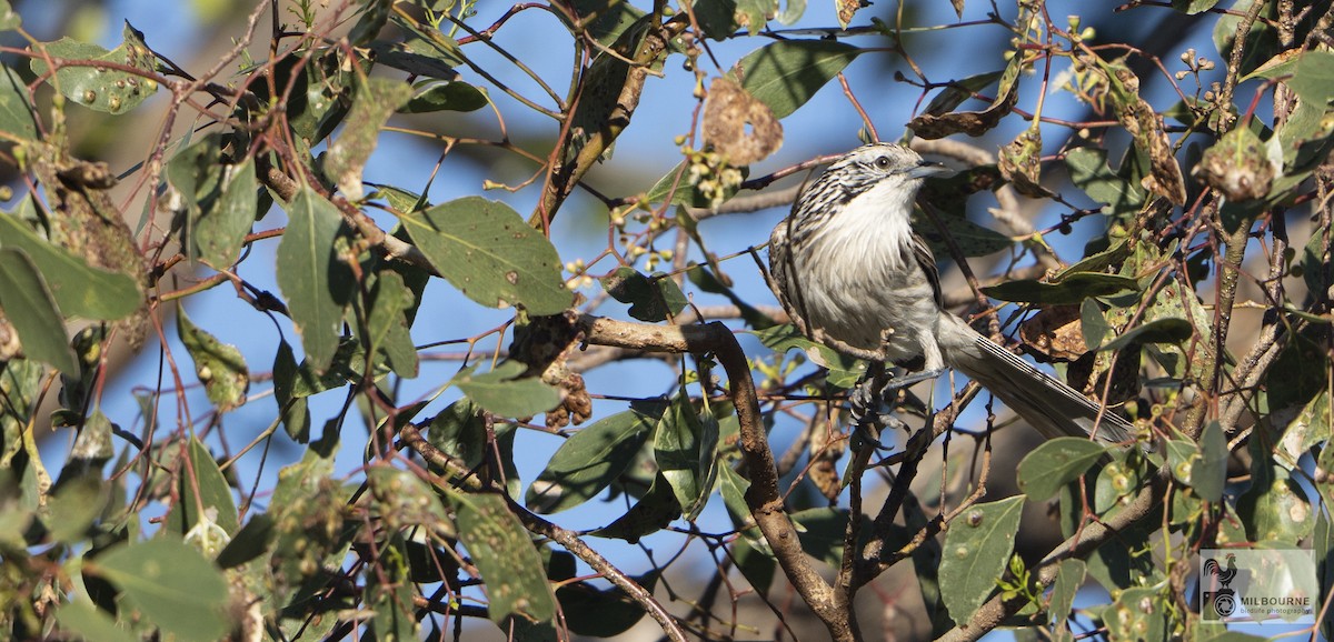 stripehodehonningeter - ML645856903