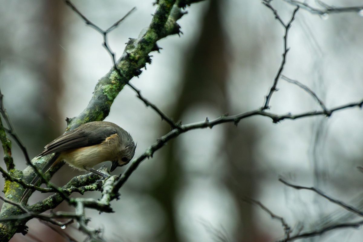 gråduskmeis - ML645856905