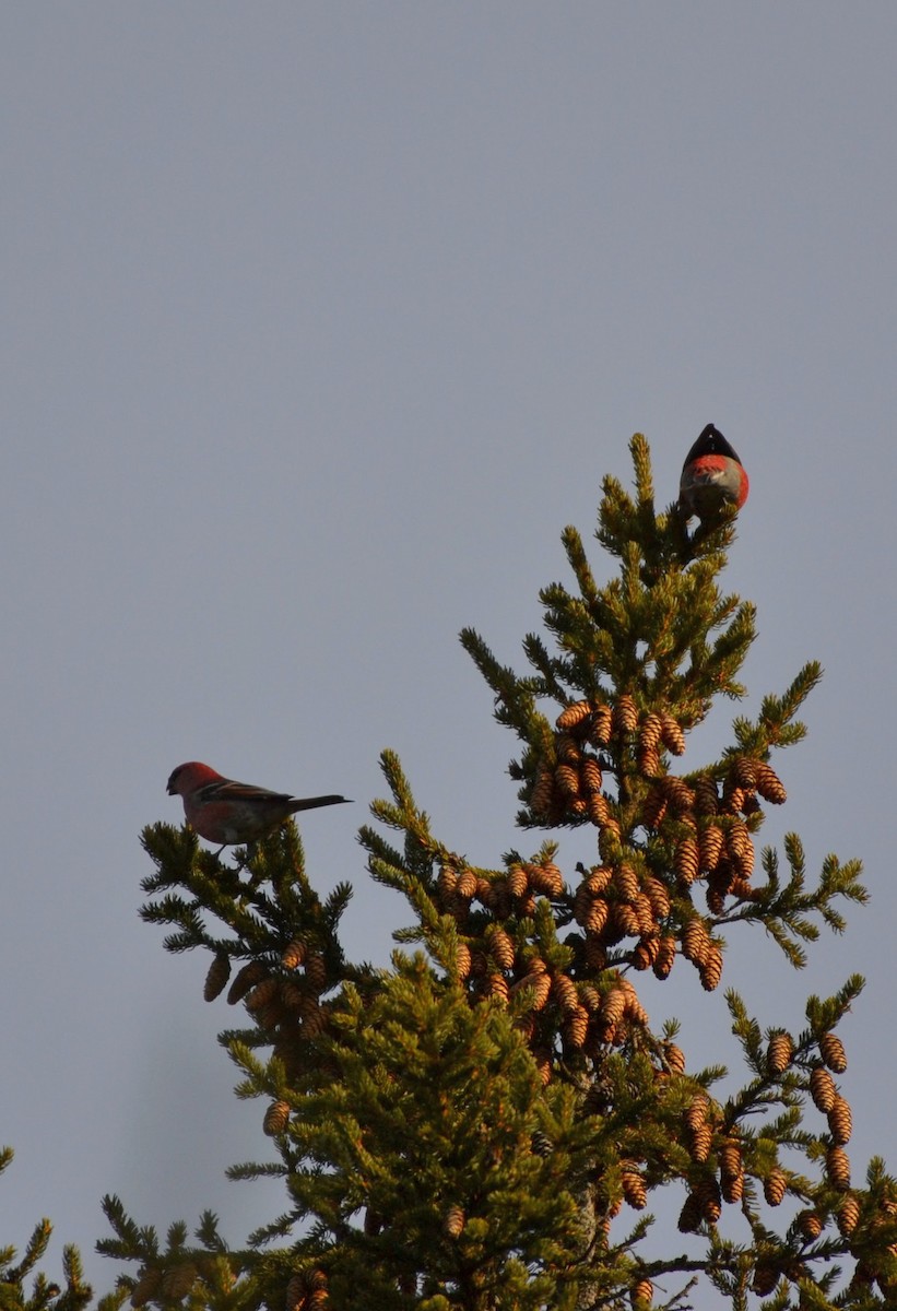 Pine Grosbeak - ML645856908