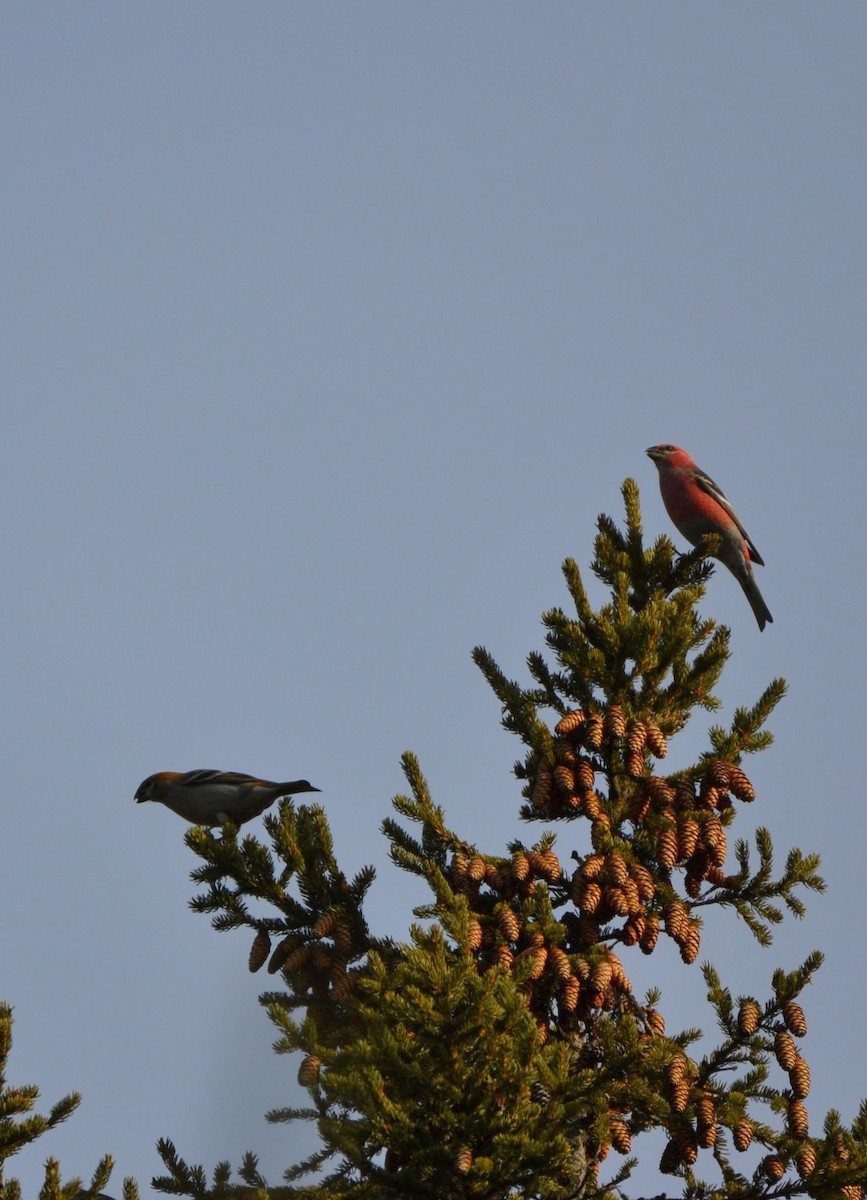 Pine Grosbeak - ML645856909