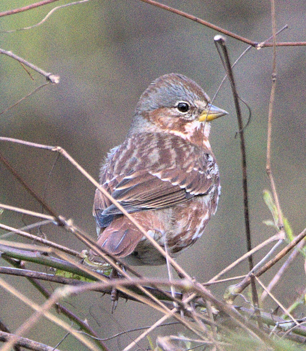 strnadec kaštanový (ssp. iliaca/zaboria) - ML645856910
