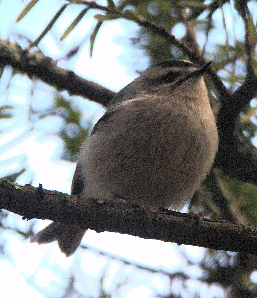 Золотомушка світлоброва - ML645856912