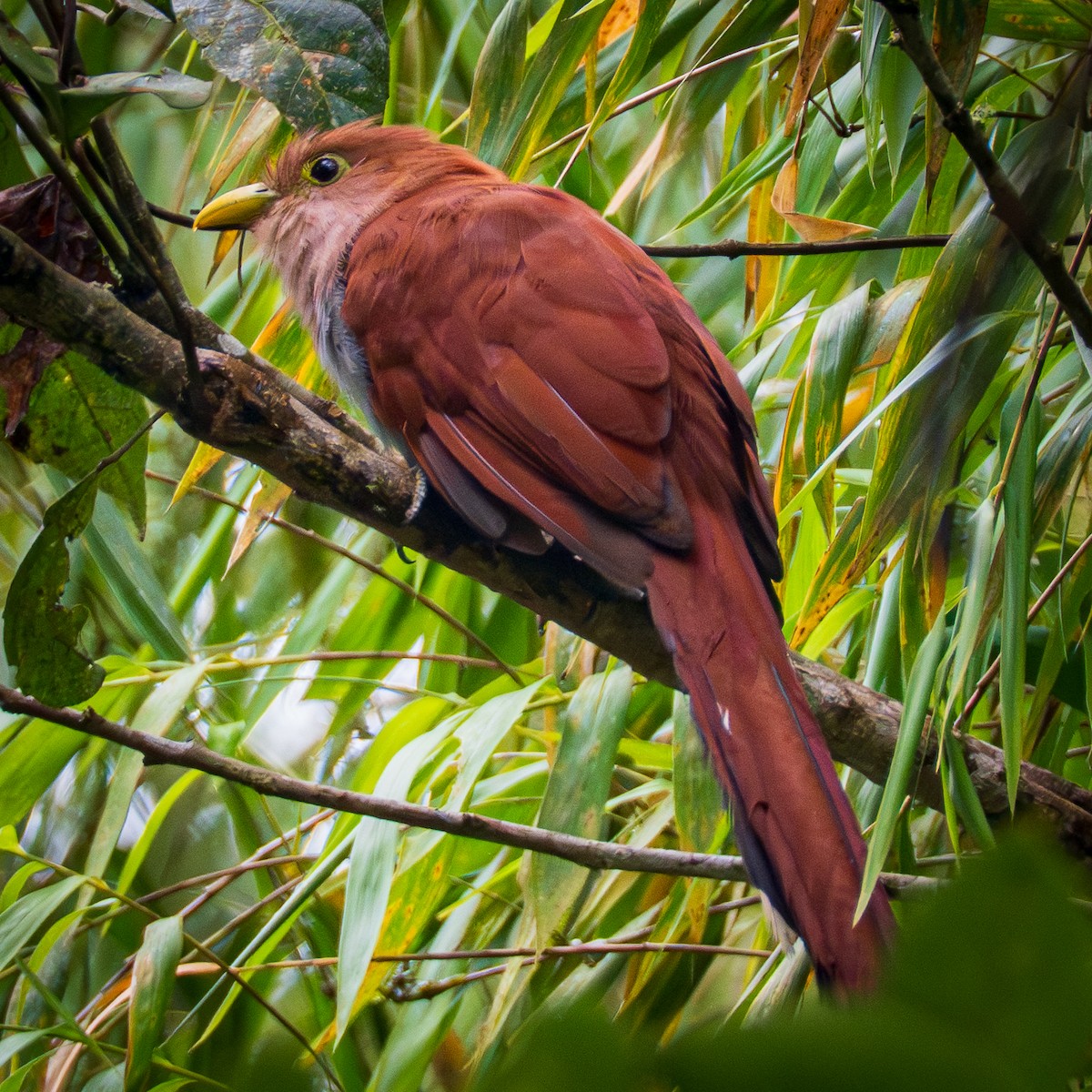 Common Squirrel-Cuckoo - ML645856913