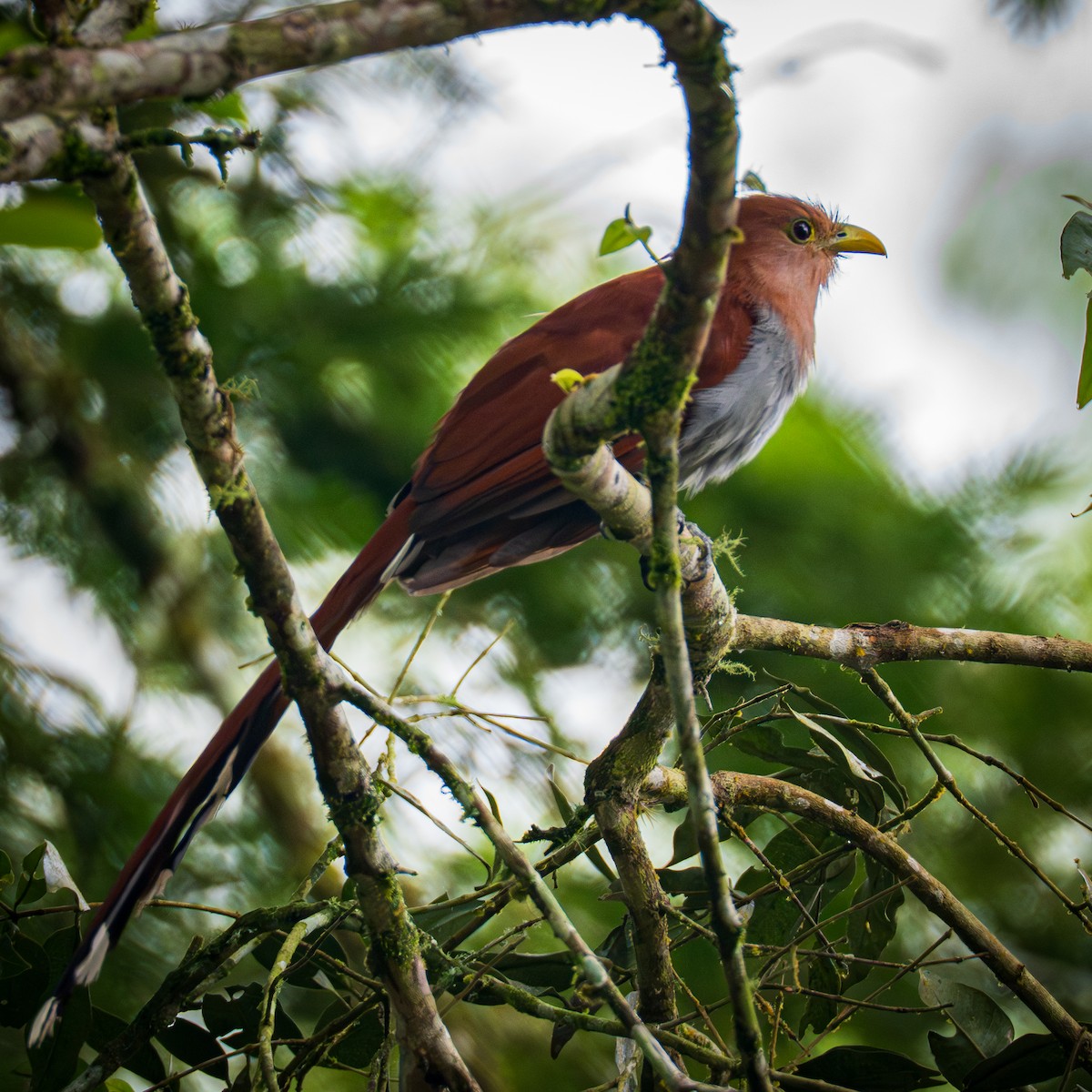 Common Squirrel-Cuckoo - ML645856914