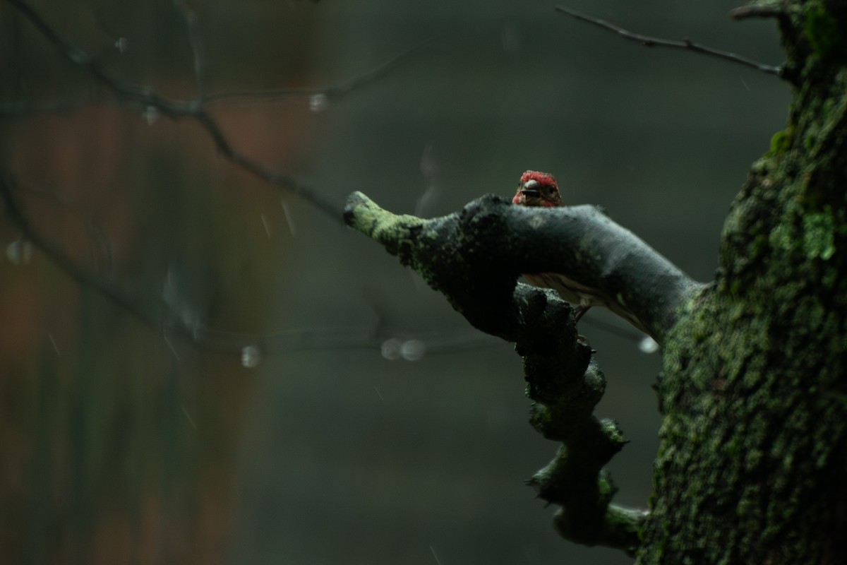 husrosenfink - ML645856918