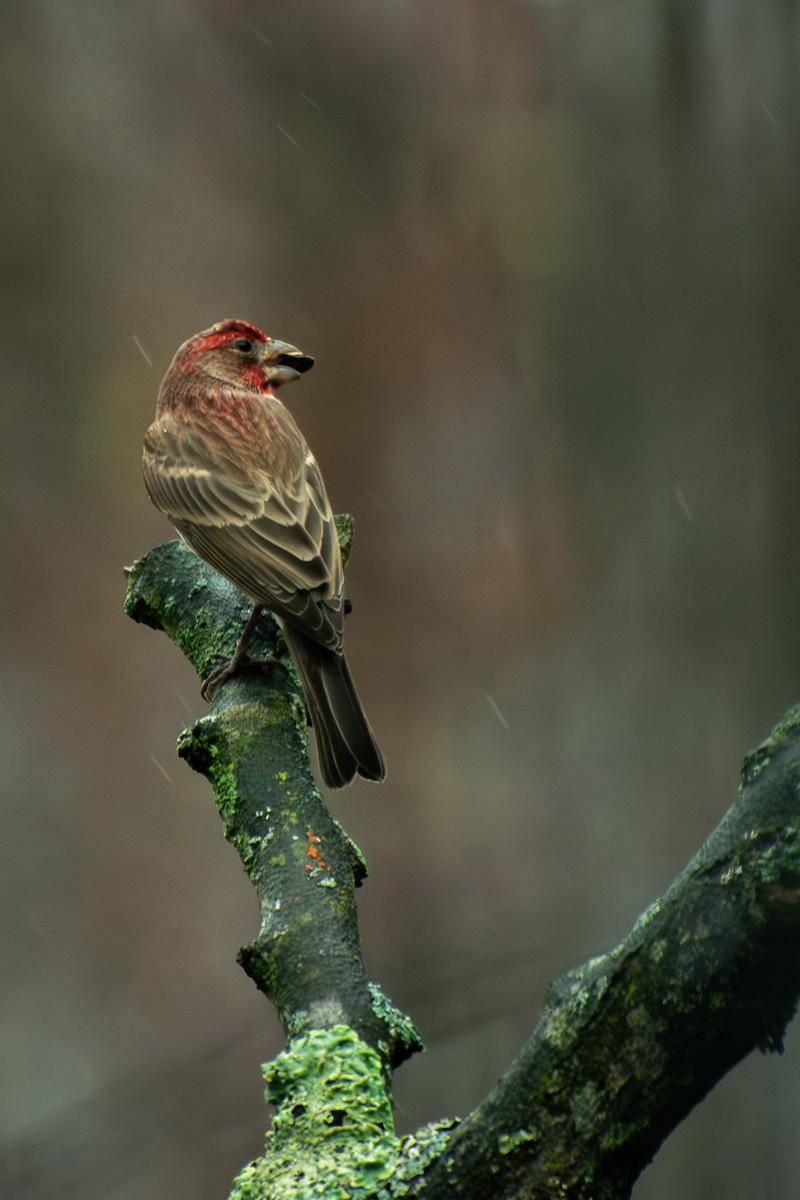 husrosenfink - ML645856920