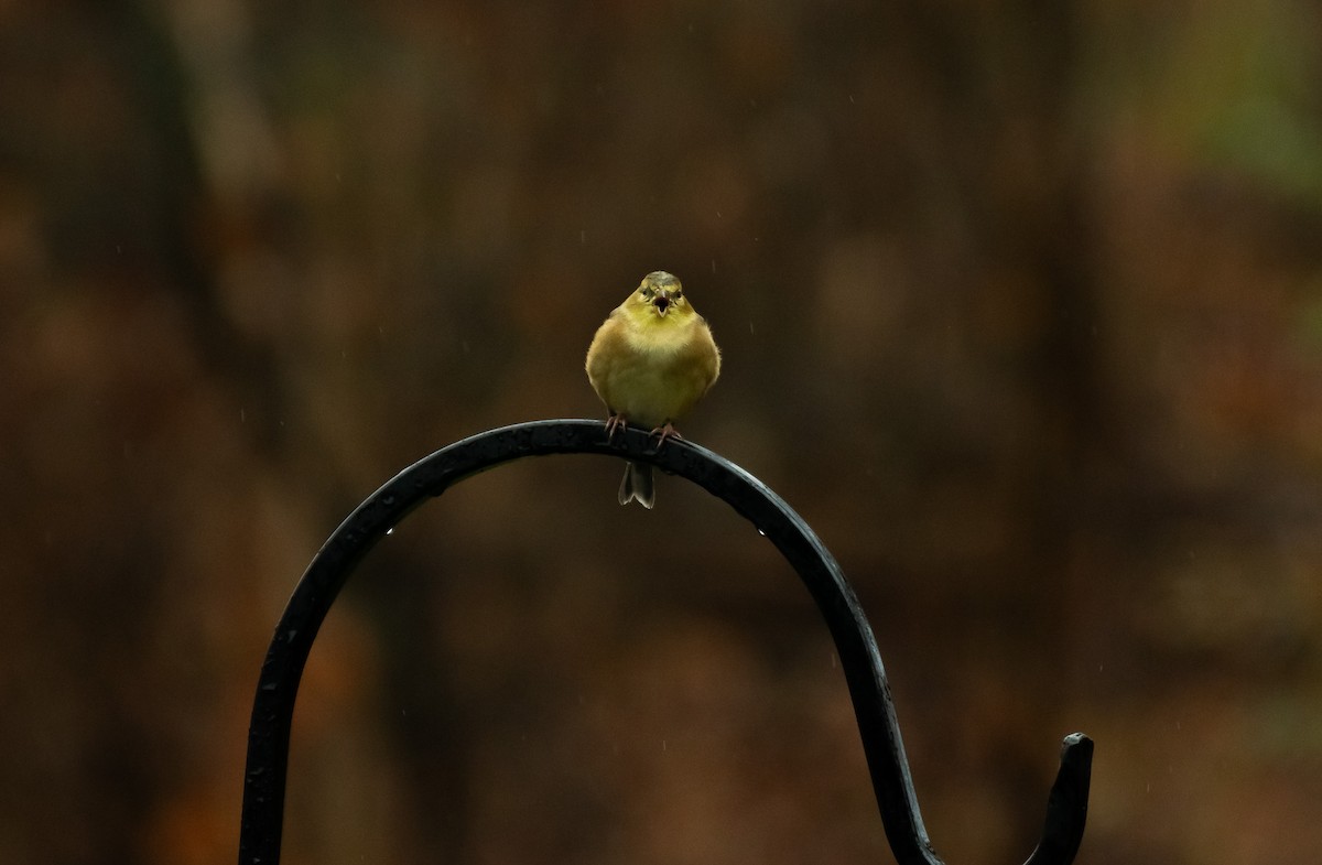 gulstillits - ML645856922