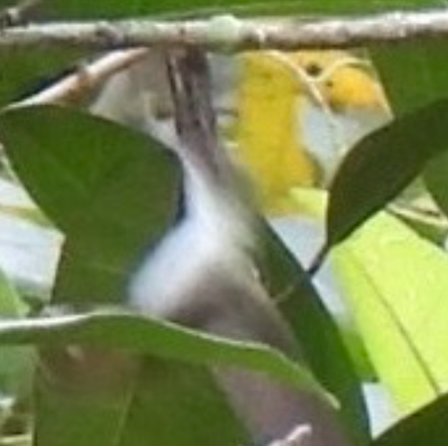 mayakolibri - ML645856924