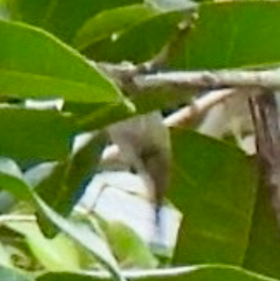 mayakolibri - ML645856925