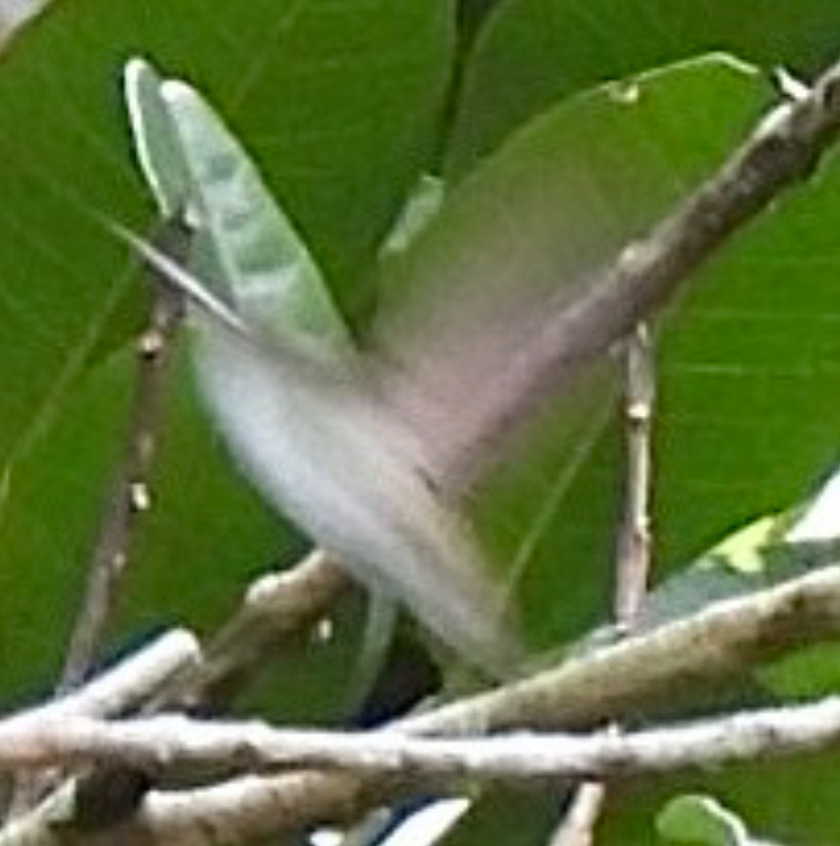 mayakolibri - ML645856926