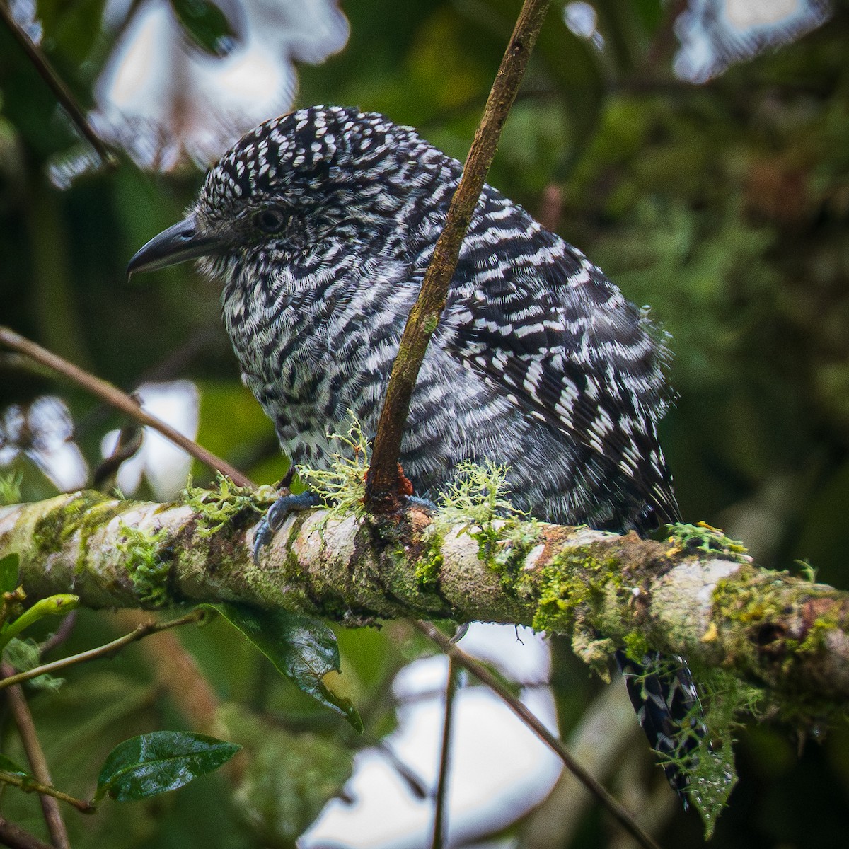 stripetoppmaurvarsler - ML645856929