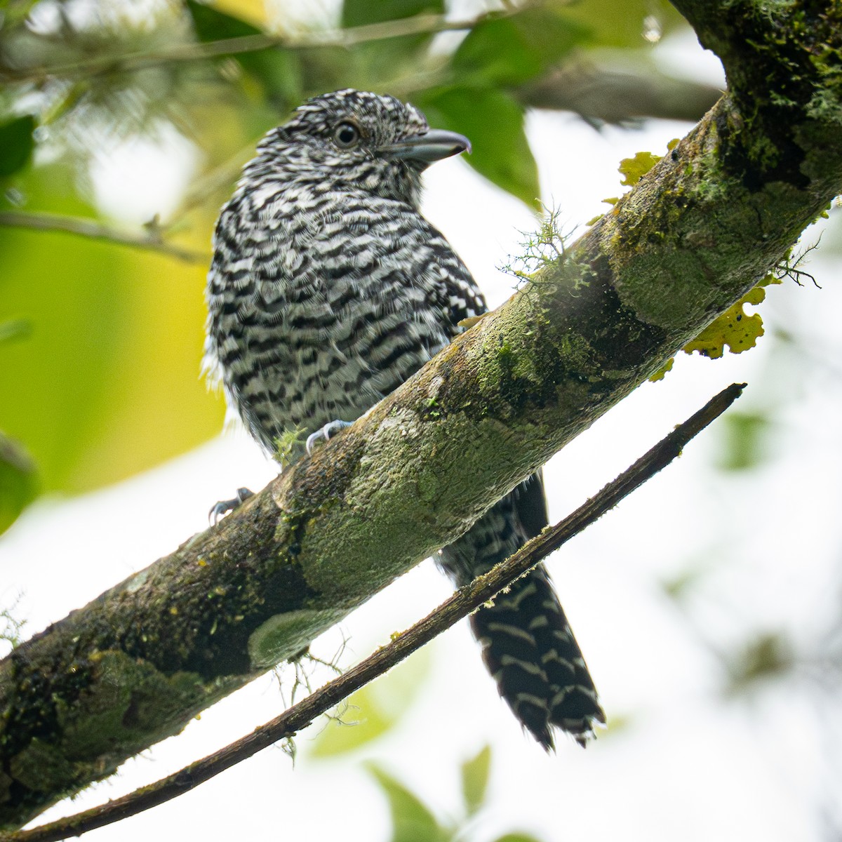 stripetoppmaurvarsler - ML645856930