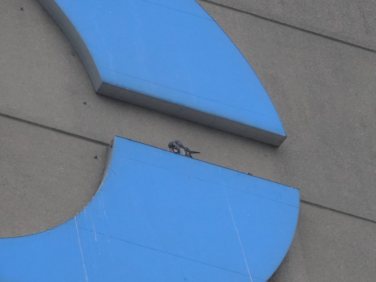 vandrefalk - ML645856932