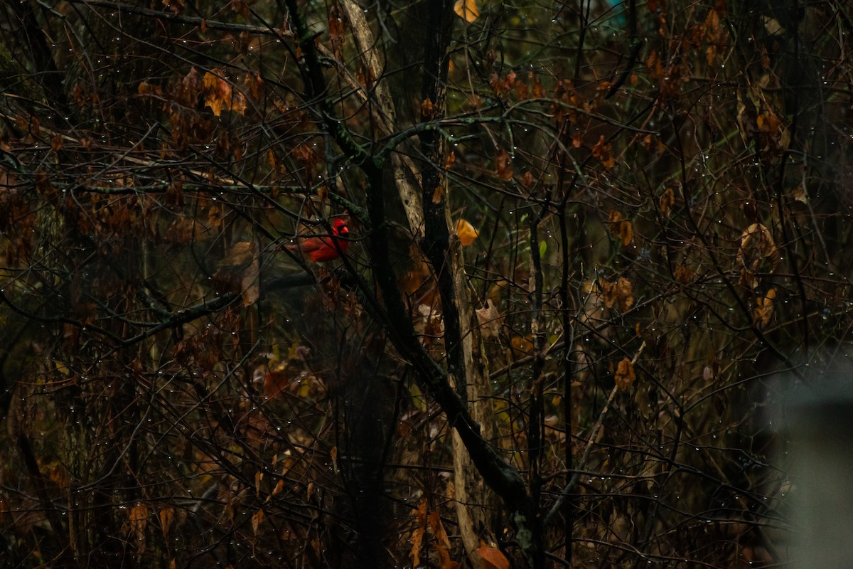 rødkardinal - ML645856933