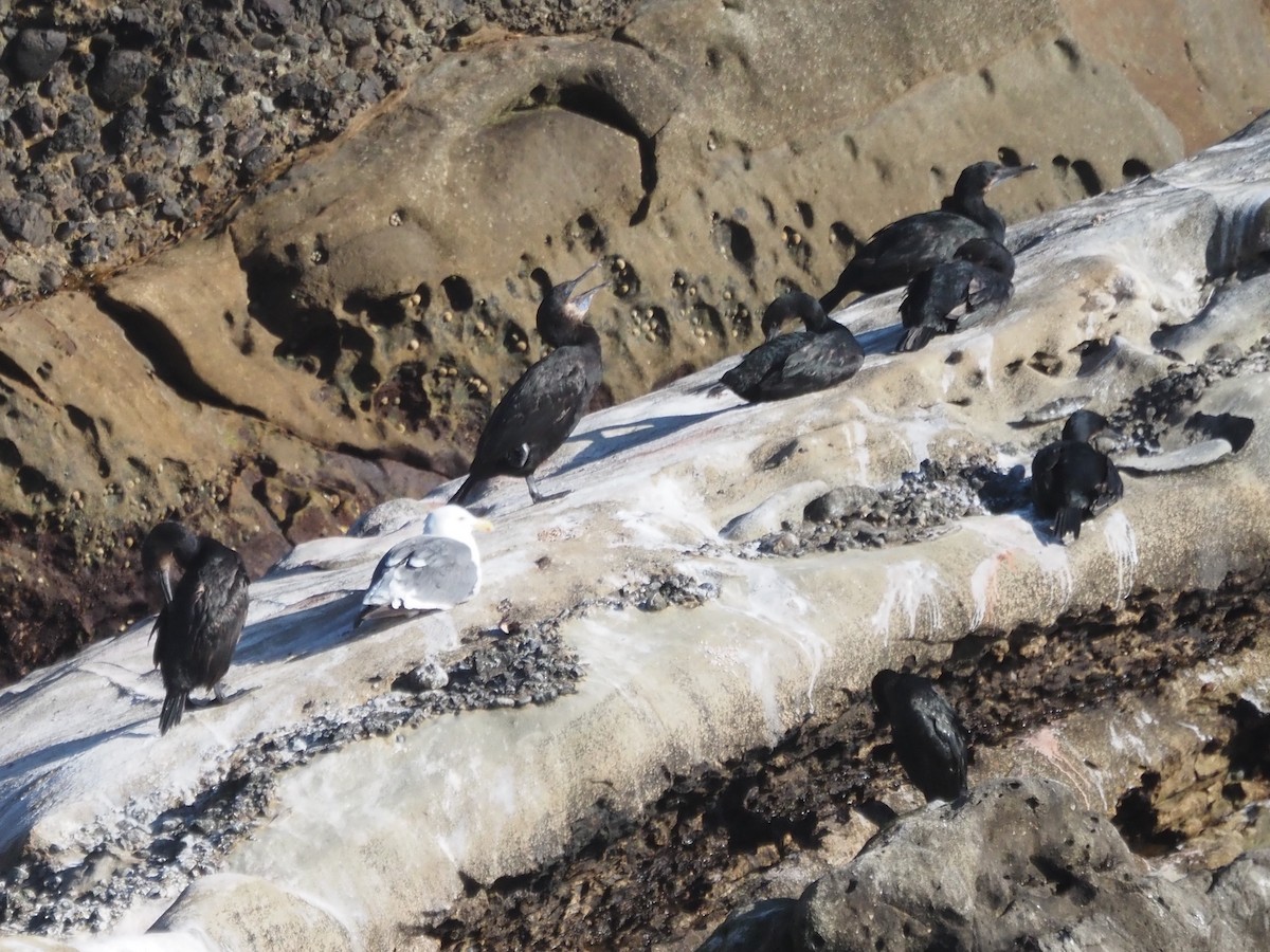 blåhakeskarv - ML645856935