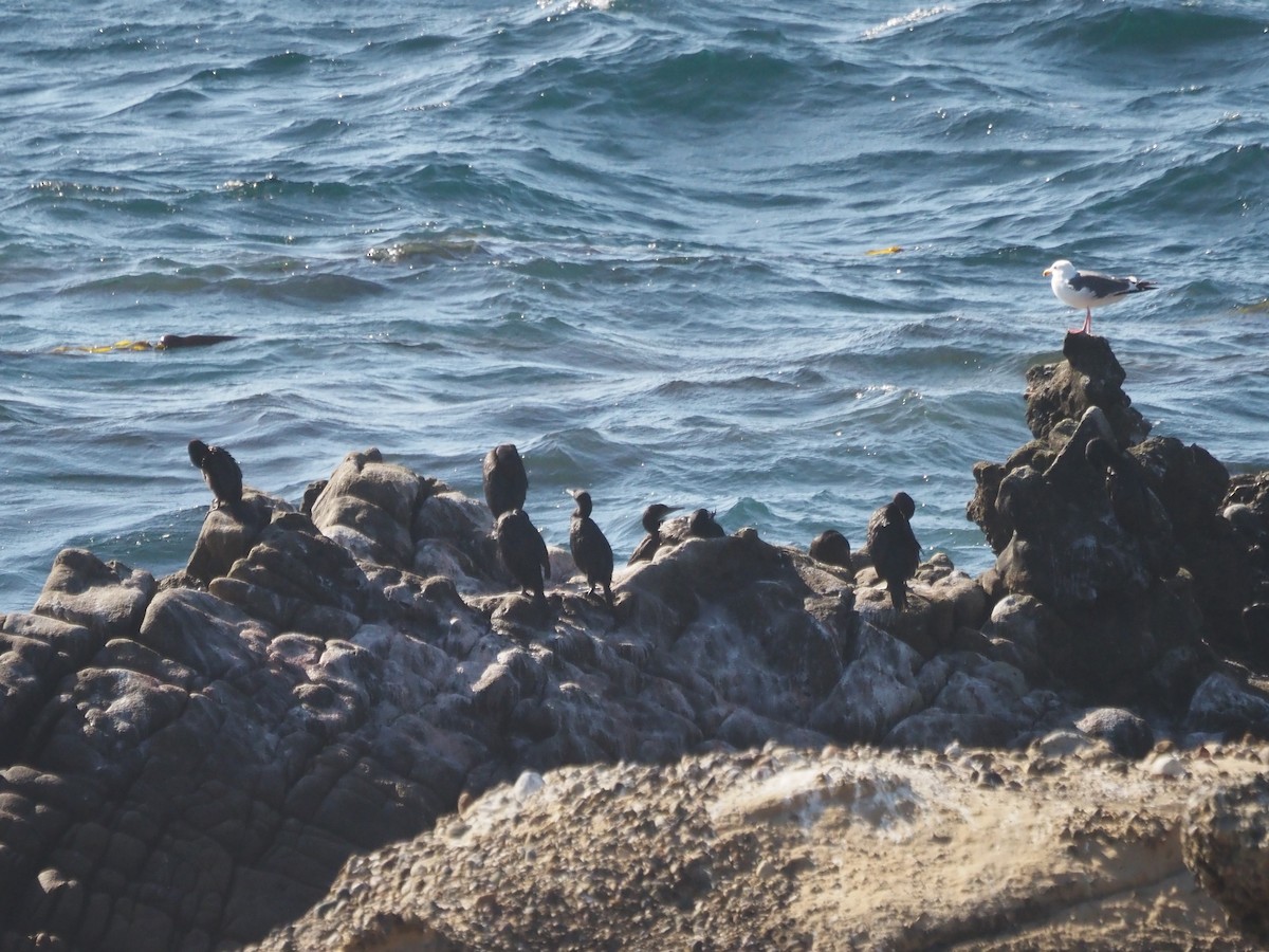 blåhakeskarv - ML645856936