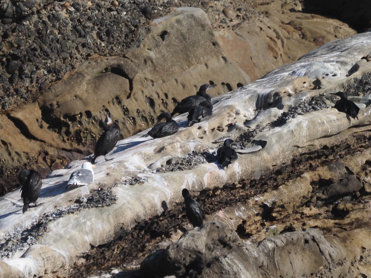 blåhakeskarv - ML645856937