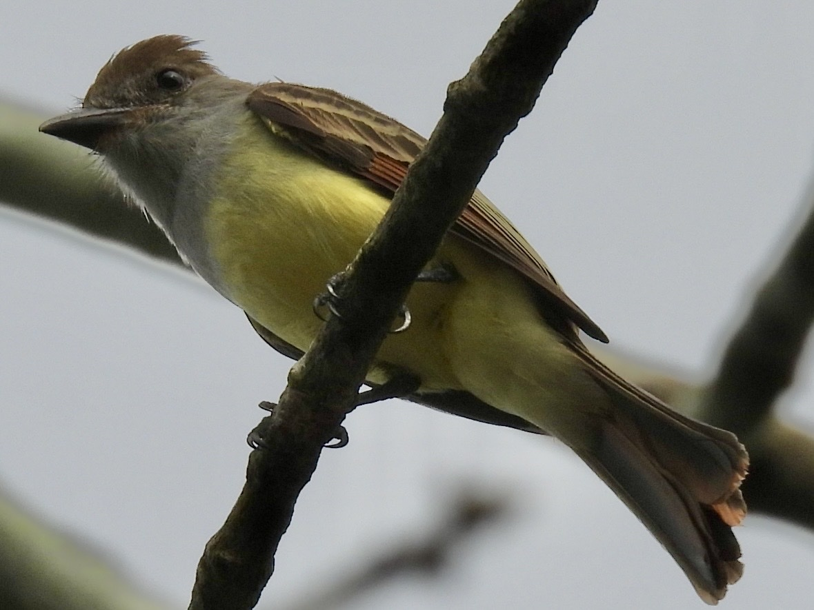 brunstenktyrann - ML645856938