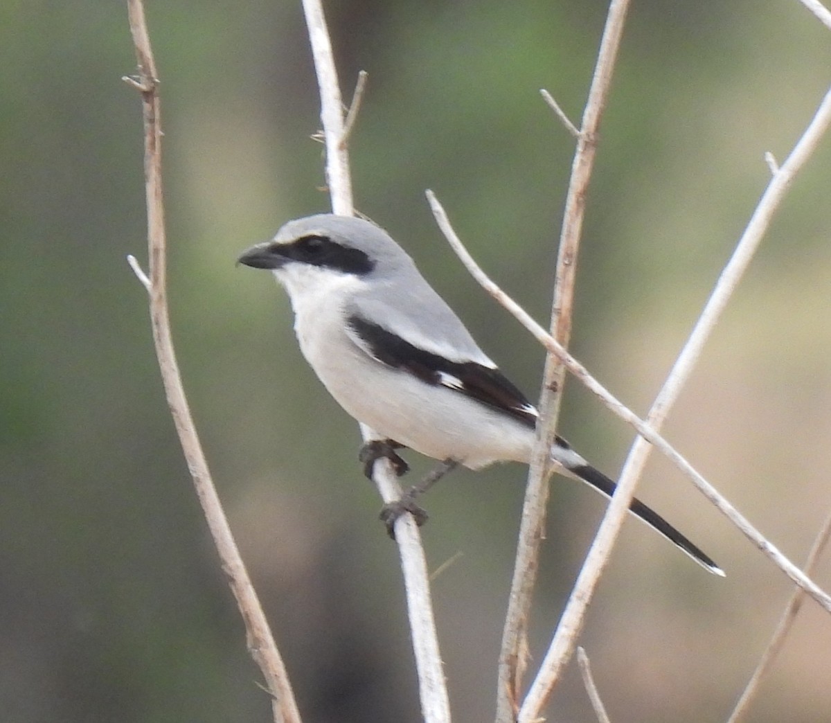 amerikavarsler - ML645856939