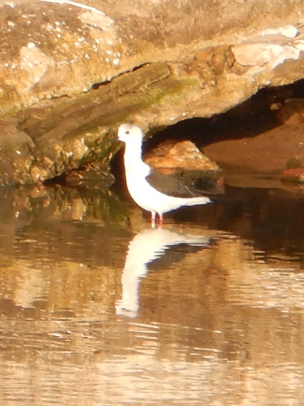 stylteløper - ML645856947