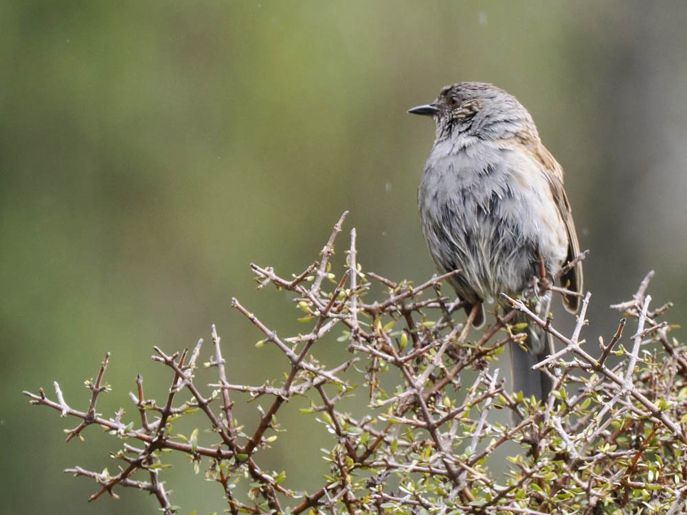 måltrost - ML645856948