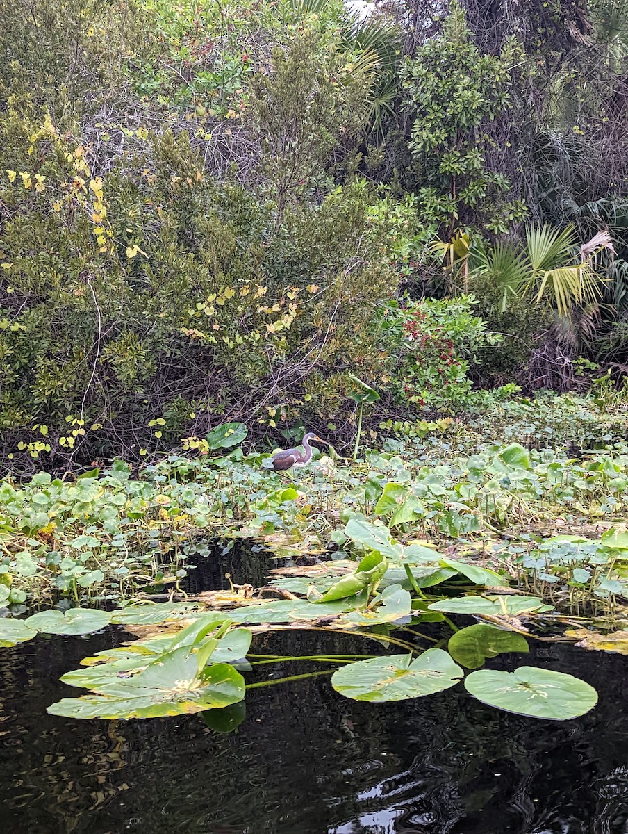 blåhegre - ML645856949