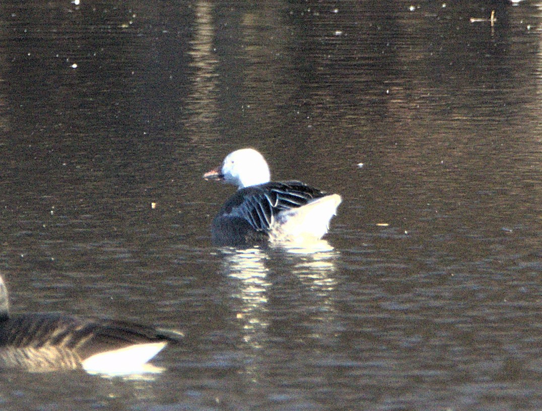 Snow Goose - ML645856950