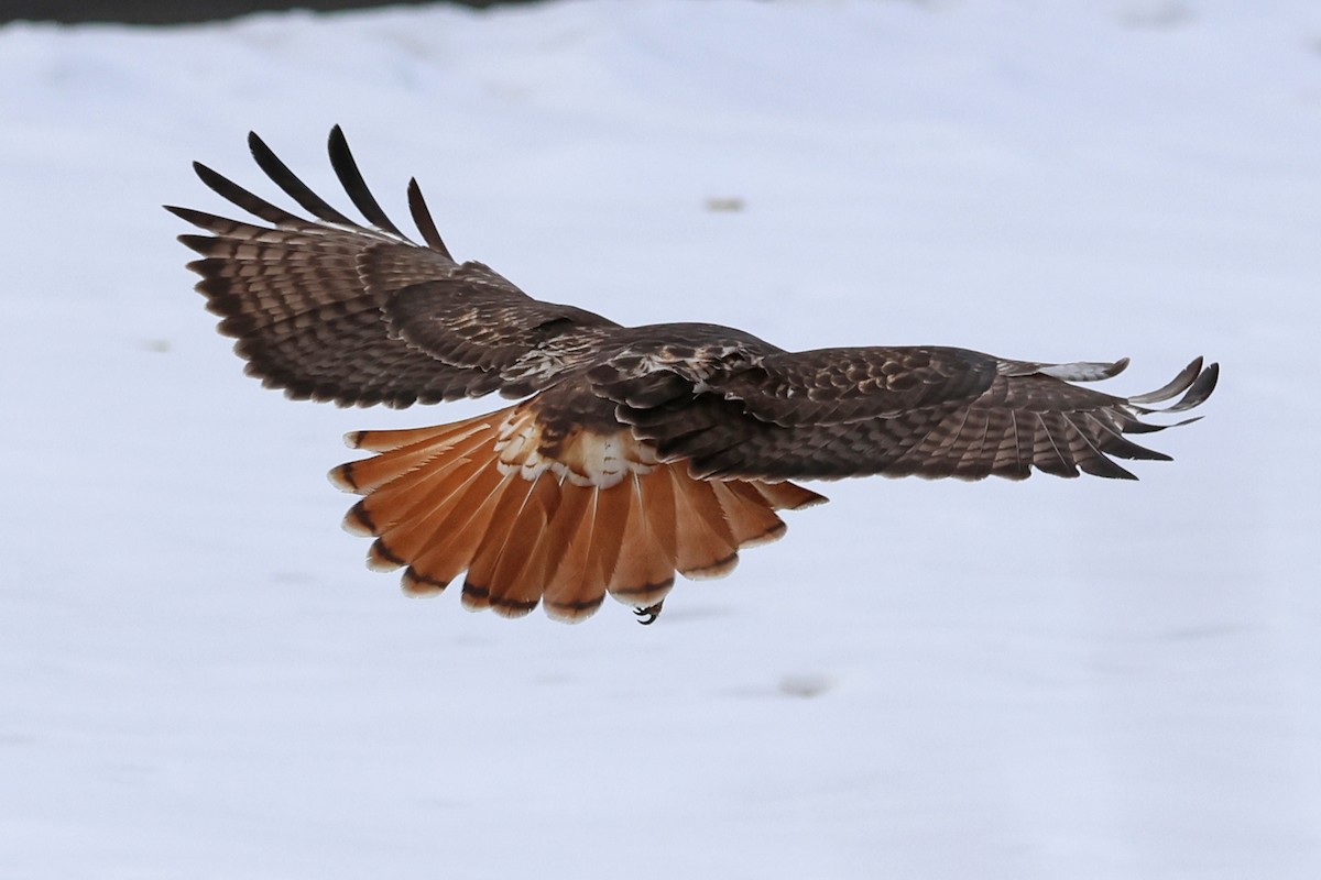 Red-tailed Hawk - ML645856951