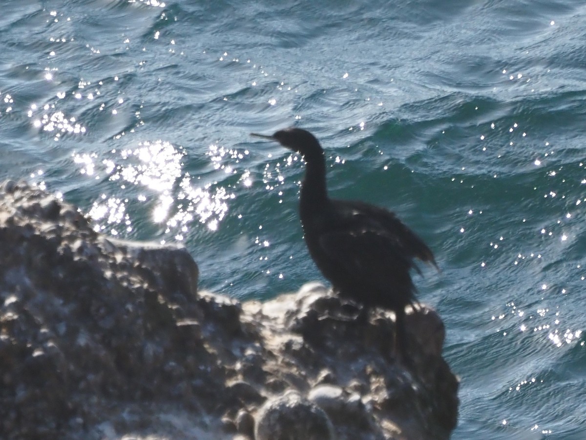 Cormoran pélagique - ML645856952