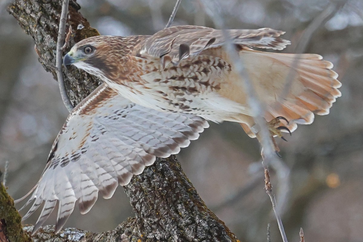 Red-tailed Hawk - ML645856953