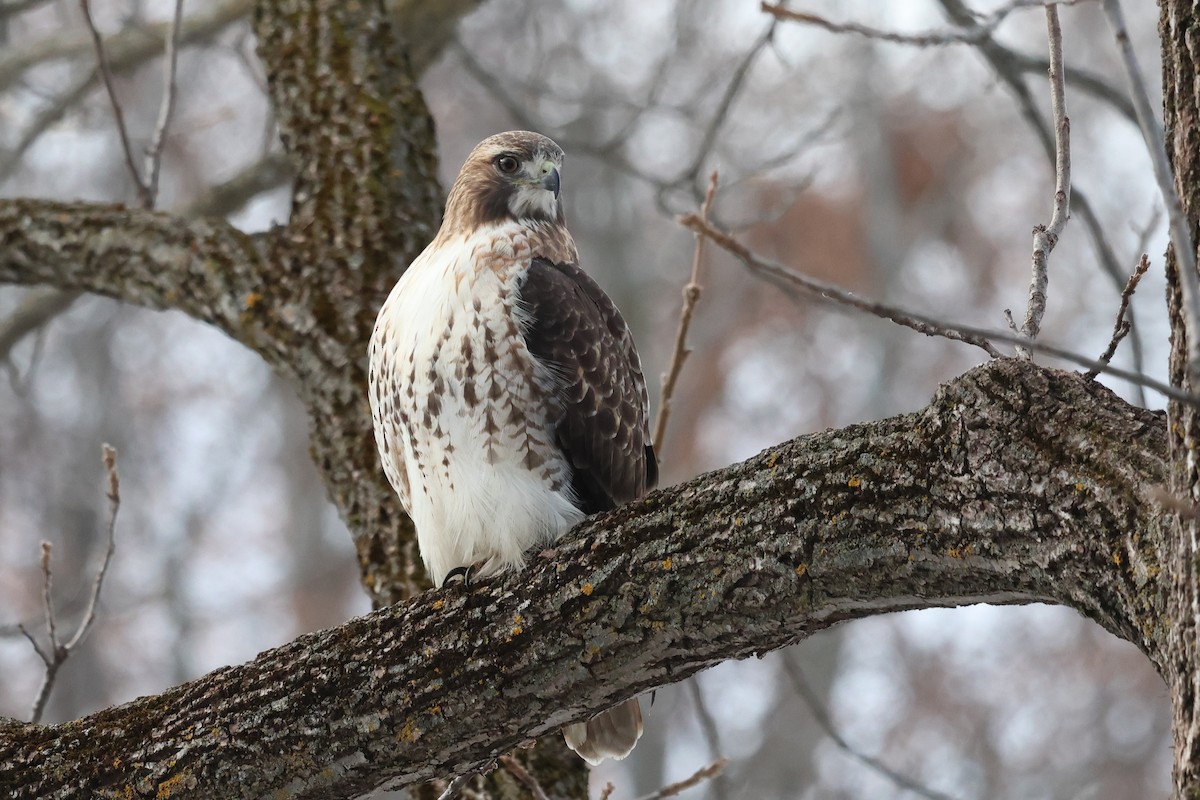 Red-tailed Hawk - ML645856954