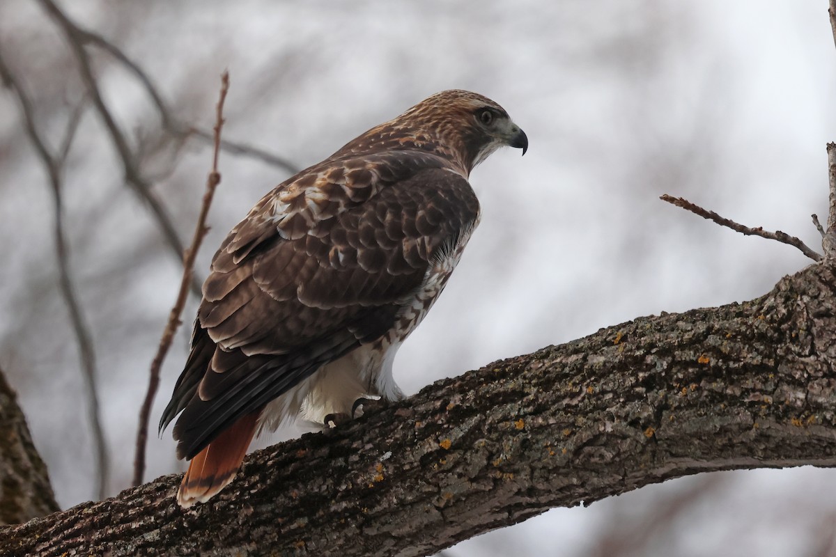 Red-tailed Hawk - ML645856955