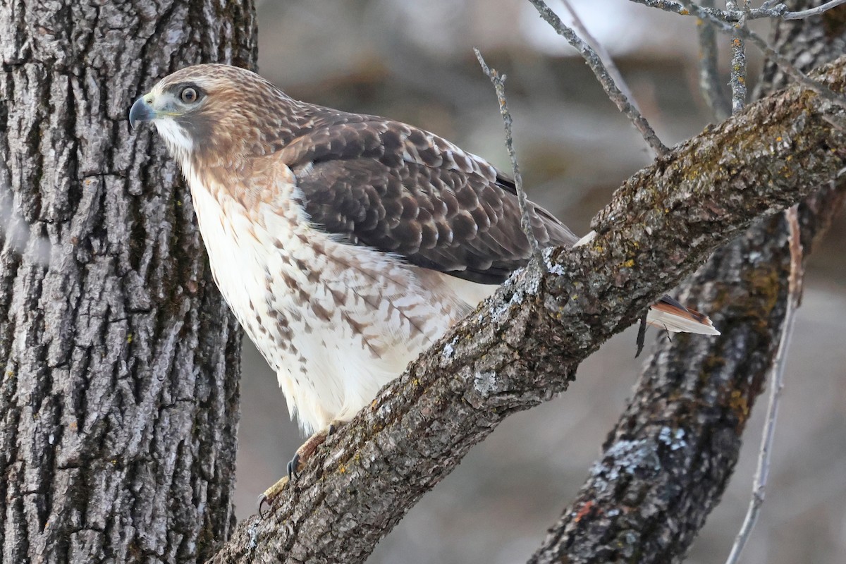 Red-tailed Hawk - ML645856956