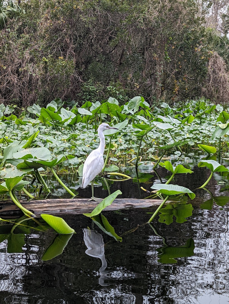 Little Blue Heron - ML645856958