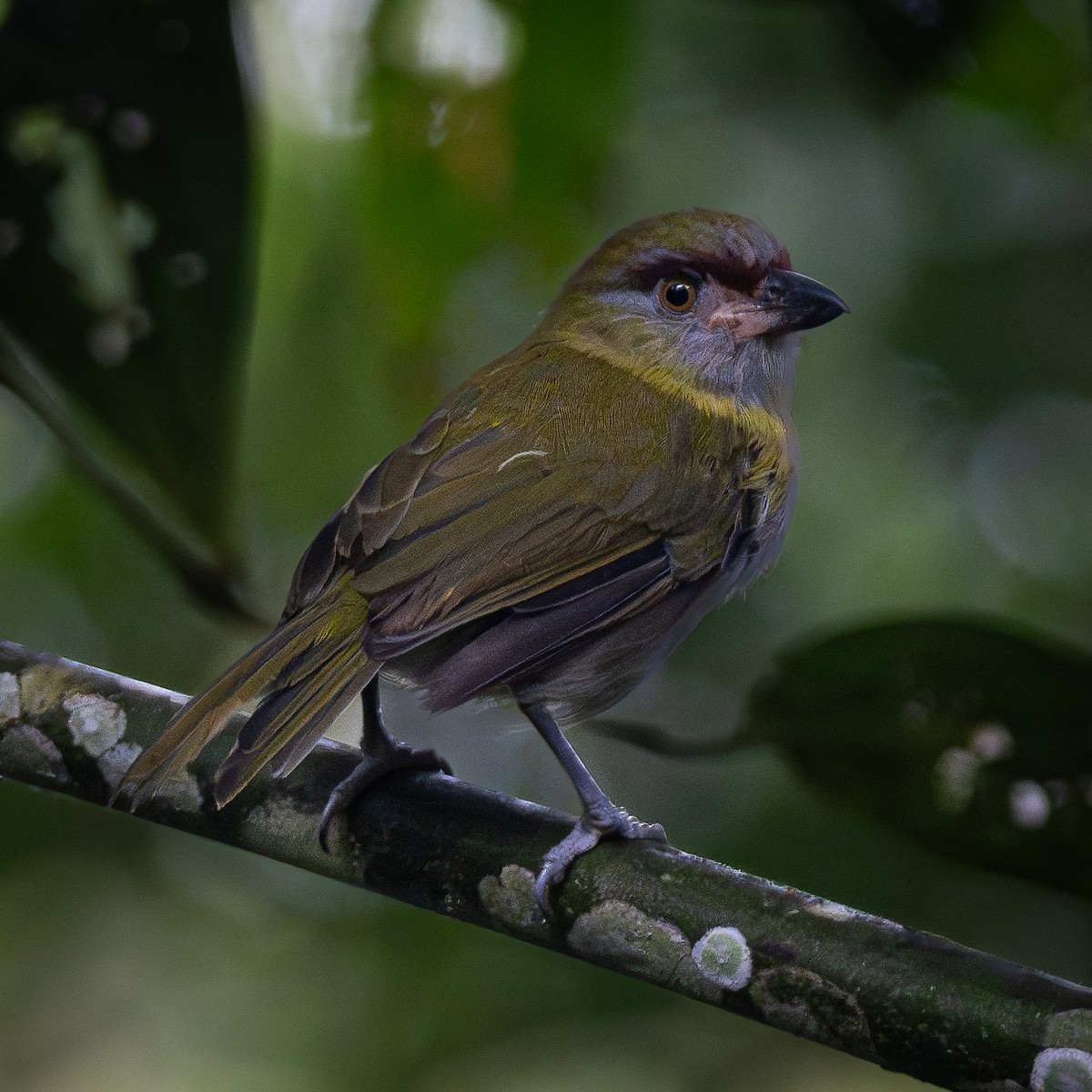 Black-billed Peppershrike - ML645856959