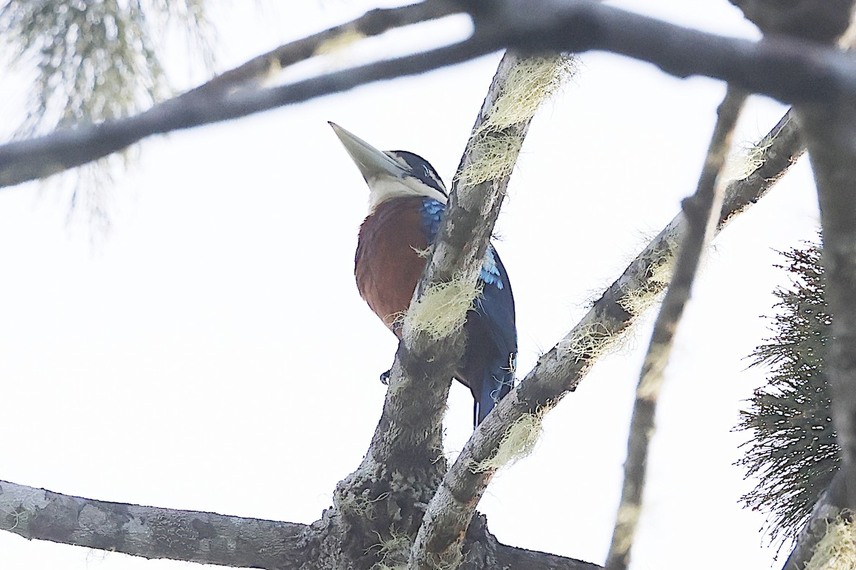 Cucaburra Ventrirrufa - ML645856962