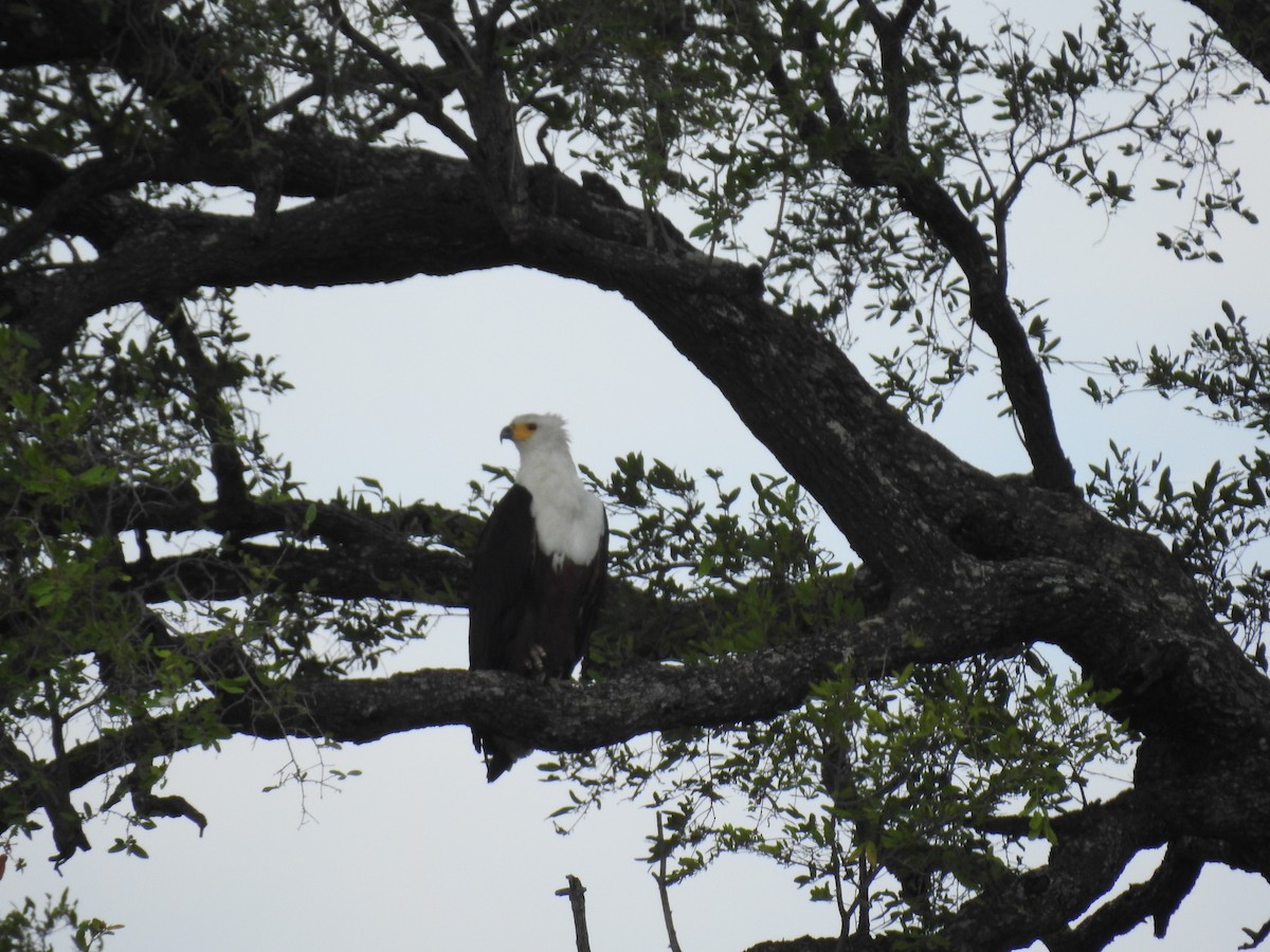 flodørn - ML645856963