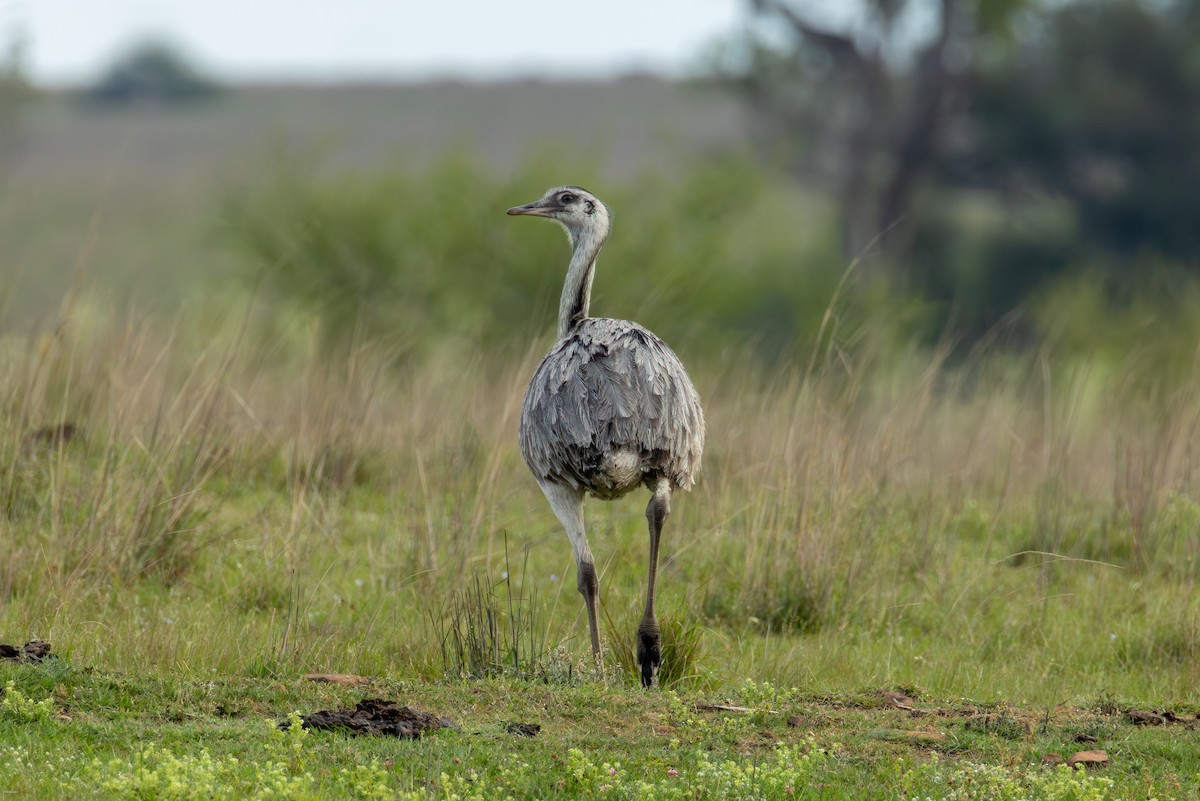 nandu pampový - ML645856967