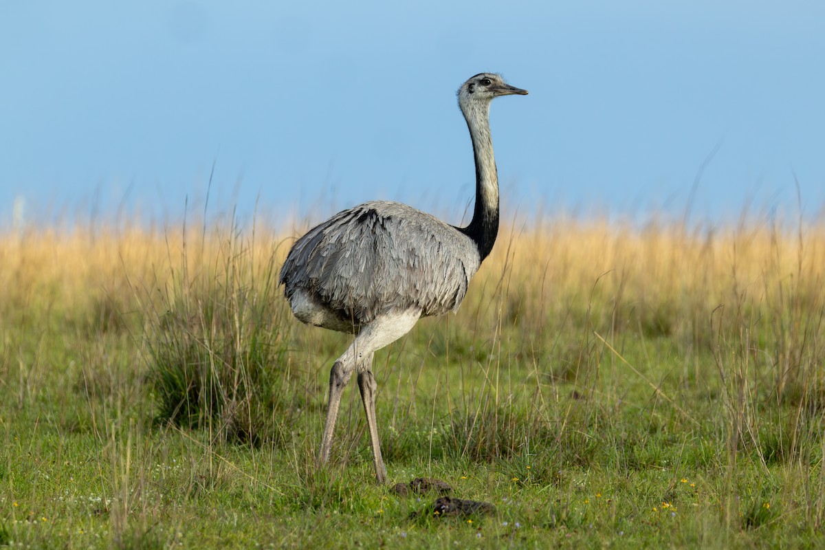 nandu pampový - ML645856968