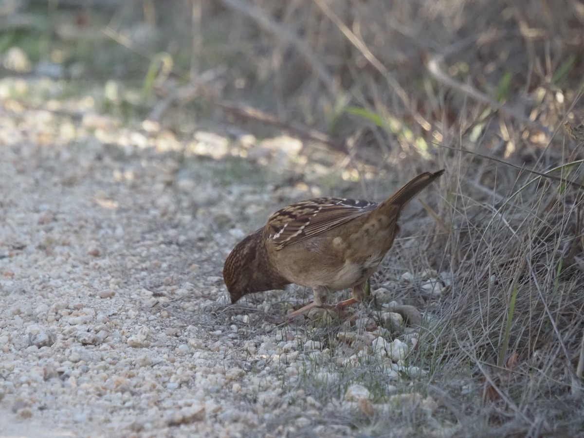 Bruant à couronne dorée - ML645856969