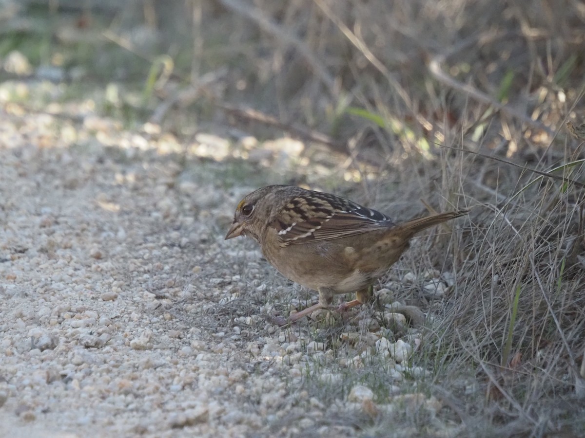Bruant à couronne dorée - ML645856970