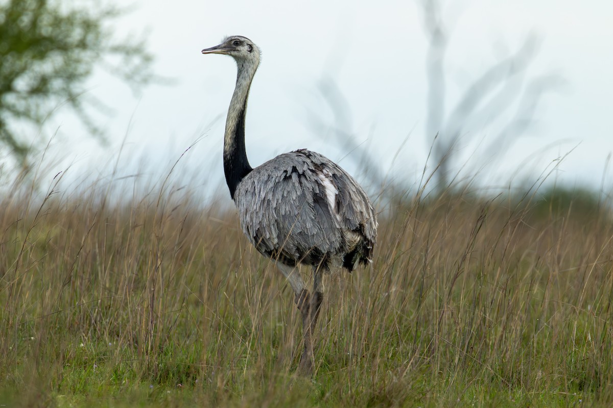 nandu pampový - ML645856971