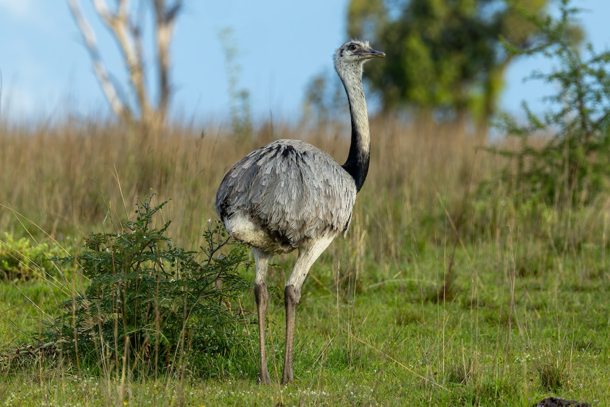 nandu pampový - ML645856972