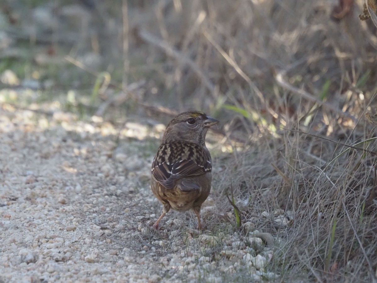 Bruant à couronne dorée - ML645856973