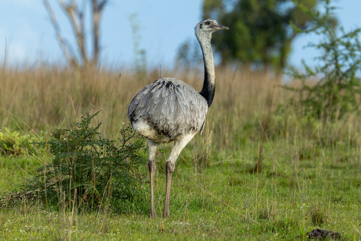 nandu pampový - ML645856974